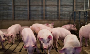 Giá lợn hơi giảm cao nhất 2.000 đồng/kg, giá thức ăn chăn nuôi tiếp tục tăng