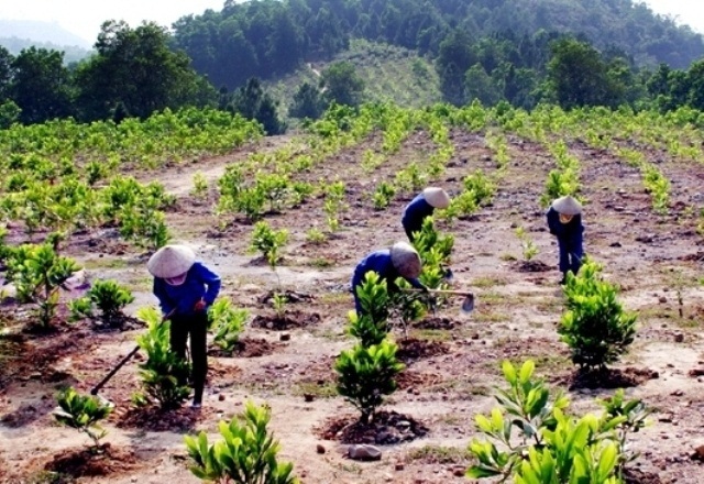 Đa dạng sinh học tại HTX lâm nghiệp góp phần chống biến đổi khí hậu