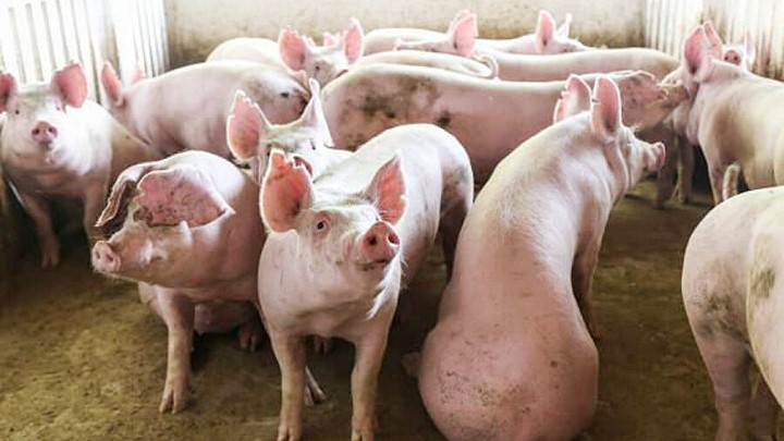 Tiếp tục giảm, giá lợn hơi lại mất mốc 60.000 đồng/kg
