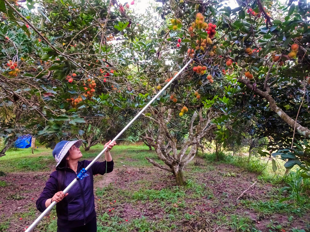 Được, mất chuyện 'bán lúa non' cả vườn cây ăn trái
