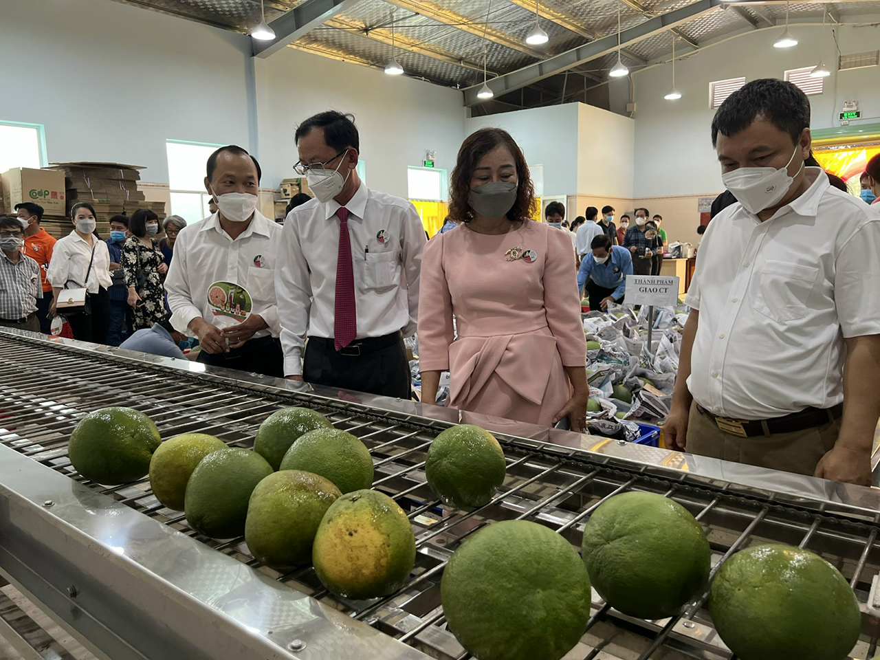 Bưởi da xanh dự kiến xuất khẩu chính ngạch qua Mỹ trong tháng 9