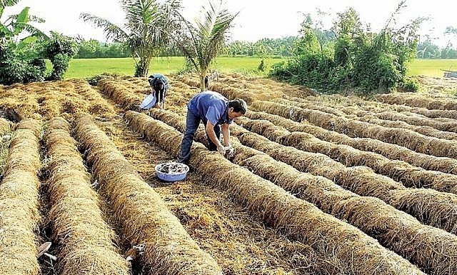 'Hô biến' phụ phẩm nông nghiệp thành sản phẩm thân thiện với môi trường