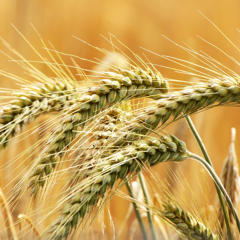 Dự báo mới nhất của FAO về giá lương thực