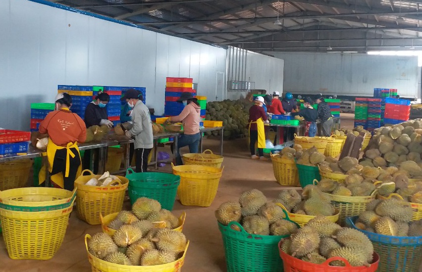 Chế biến sâu mở 'cánh cửa' cho nông sản của HTX