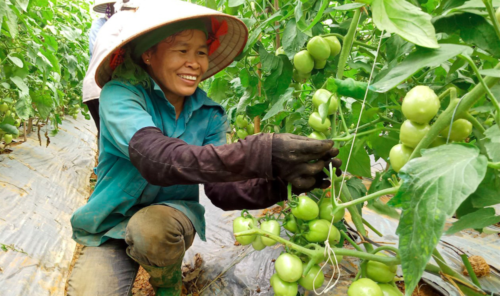 Thu hút 3,28 triệu hộ nông dân, HTX có vai trò đặc biệt trong phát triển nông nghiệp