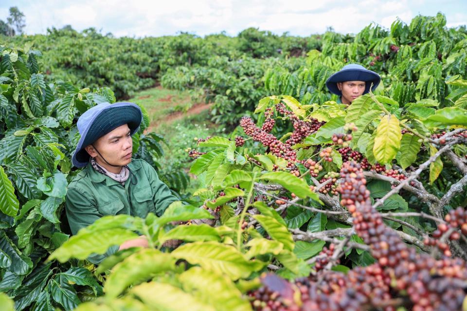 Thị trường cà phê trong nước giảm nhẹ 200 đồng/kg