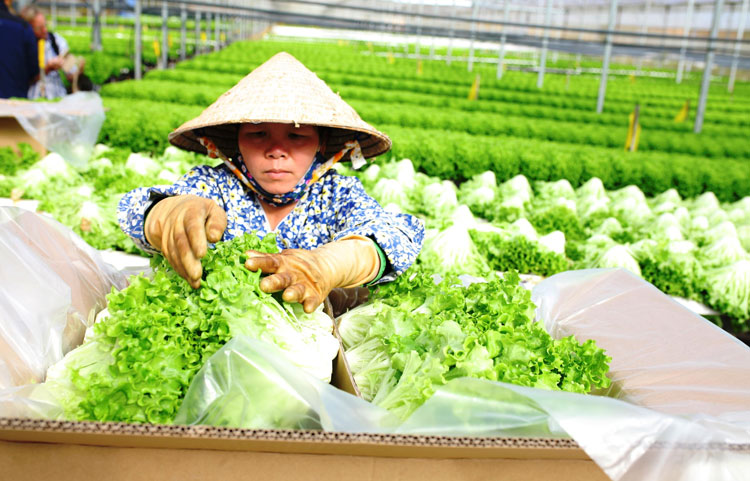 Hợp đồng liên kết sản xuất tiêu thụ nông sản cần sự bền chặt