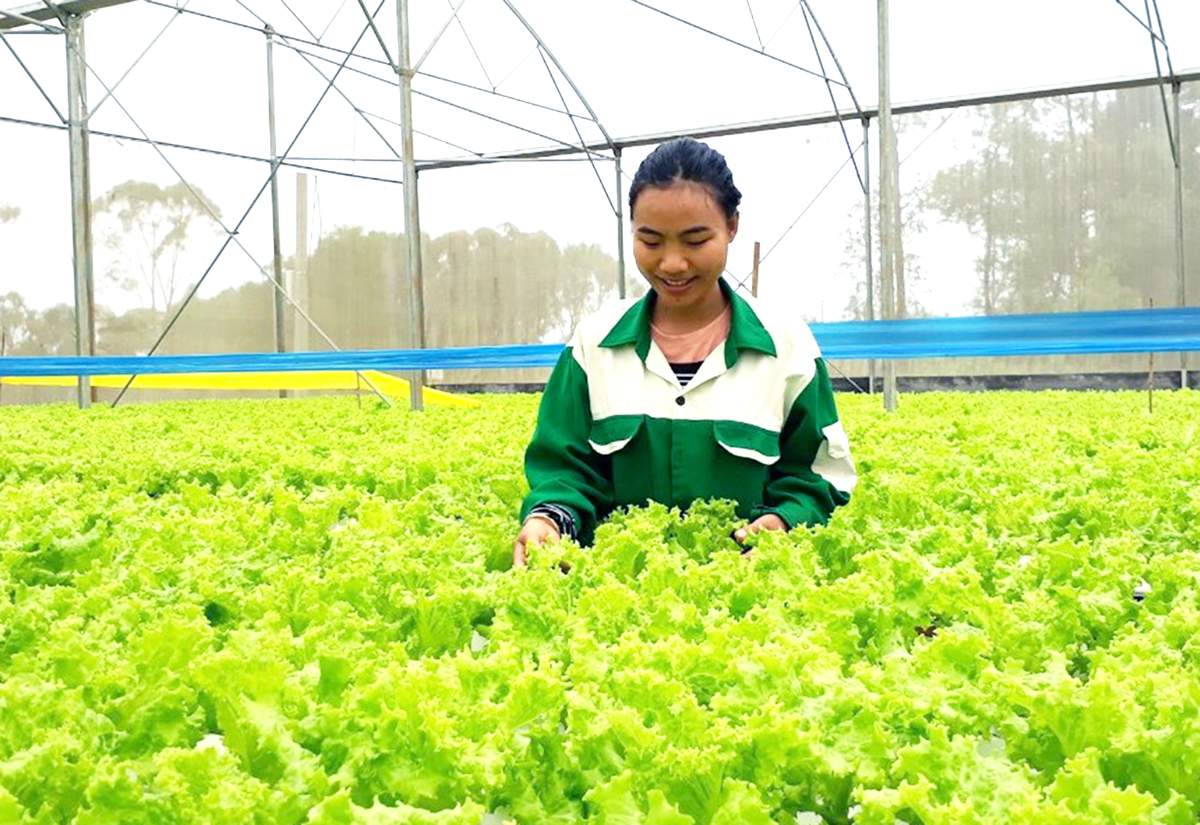 Thêm điểm tựa để HTX nâng tầm sản xuất
