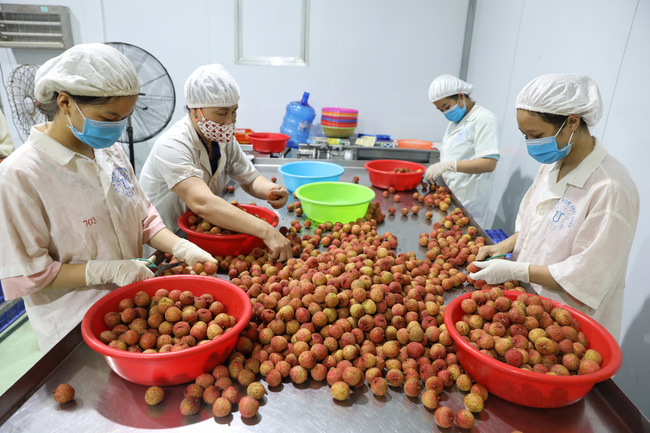 Đưa quả vải thiều Việt Nam tới những thị trường xa