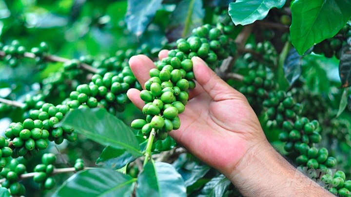 Tăng nhẹ, giá cà phê tiến gần mốc 43.000 đồng/kg