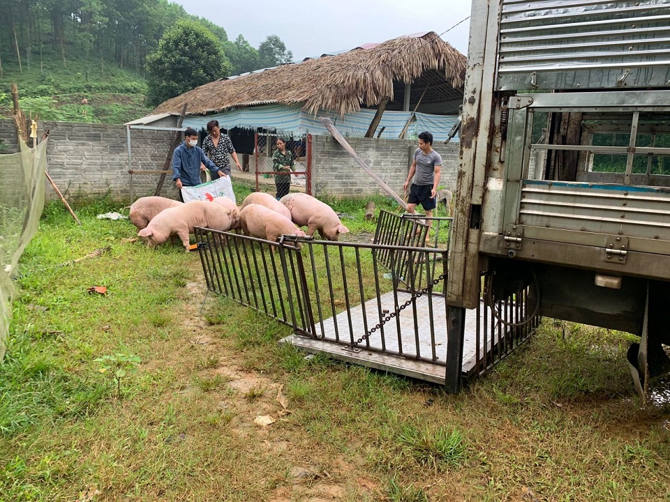 Giá lợn hơi chững lại, mức thấp nhất là 51.000 đồng/kg