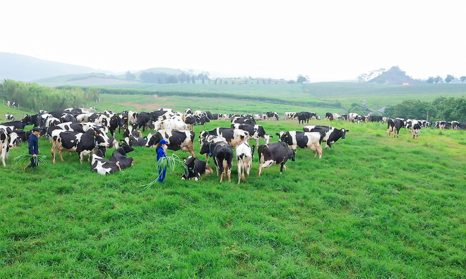 <p class="Normal">
Tổ hợp Thiên đường sữa Mộc Châu dự kiến đi vào hoạt động chính thức vào năm 2025 được kỳ vọng sẽ trở thành “Kỳ quan Tây Bắc”, là điểm tham quan giới thiệu hoạt động sản xuất nông nghiệp và chế biến sữa độc đáo và hấp dẫn, mang đến bước phát triển mới cho ngành chăn nuôi bò sữa và công nghiệp chế biến sữa tại địa phương, đánh dấu cột mốc đưa ngành sữa Việt Nam bước lên một tầm cao mới và tạo dấu ấn rõ nét trên bản đồ sữa thế giới.</p>