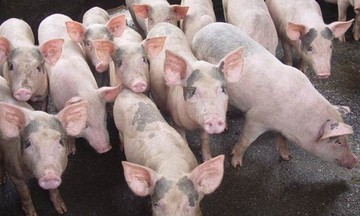 Tăng đến 3.000 đồng/kg ở một số tỉnh, giá lợn hơi vẫn chưa bảo đảm lợi nhuận cho người nuôi