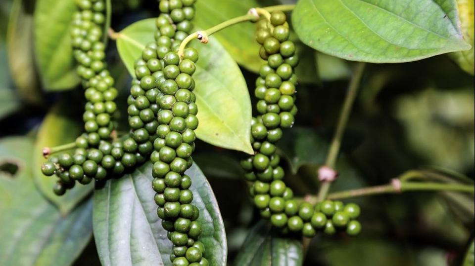 Giá tiêu đi ngang, thị trường liên tục rơi vào trạng thái cung vượt cầu