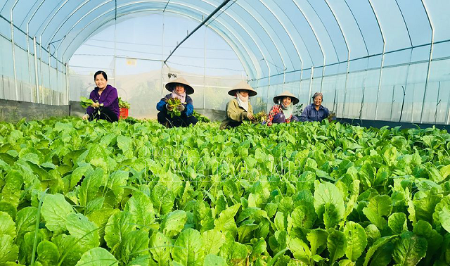 Kiến tạo nông nghiệp xanh với sự đồng hành của HTX