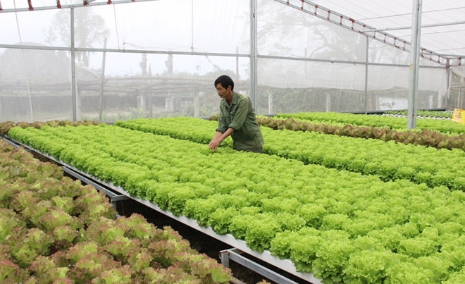 Liên kết vùng giúp HTX cùng phát triển