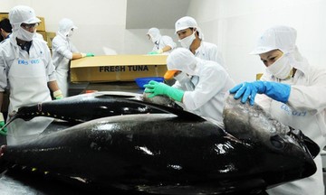XK cá ngừ chưa tận dụng được lợi thế FTA, VASEP kiến nghị Bộ Công Thương một số nội dung về quy tắc xuất xứ