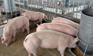 Giá lợn hơi đồng loạt đi ngang trong khoảng 52.000 - 61.000 đồng/kg