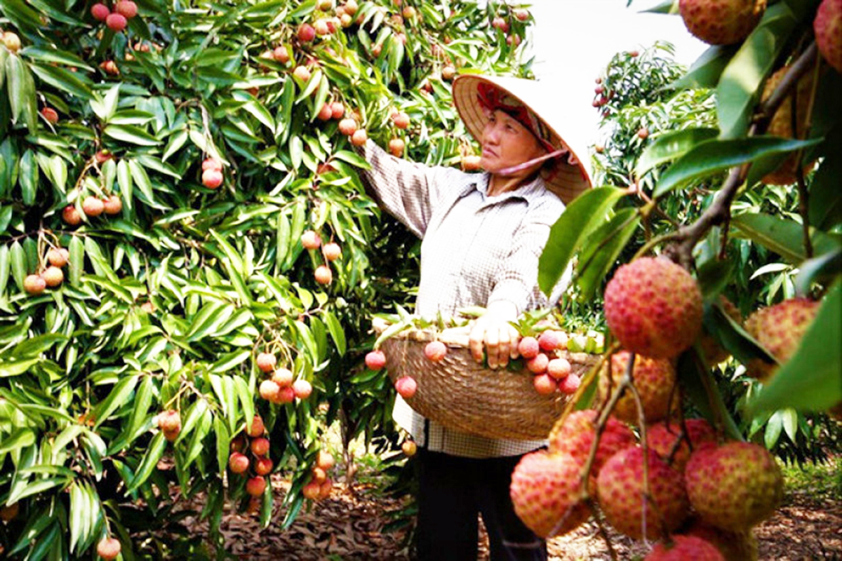 HTX vượt 'bão giá' với nông nghiệp hữu cơ