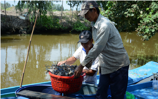 Nông nghiệp 'sạch' giúp nông dân thoát nghèo