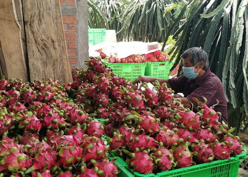 Xuất khẩu thanh long chính ngạch: HTX 'mắc' vì vướng quyền bảo hộ giống
