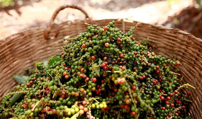 Giá tiêu điều chỉnh giảm từ 500 - 1.000 đồng/kg, dần tụt xa mốc 70.000 đồng/kg