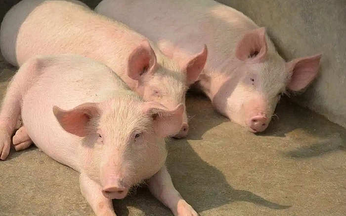Giá lợn hơi tăng tới 5.000 đồng/kg nhưng người chăn nuôi vẫn khó chồng khó
