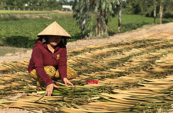 Tăng thu nhập nhờ liên kết làm kinh tế HTX