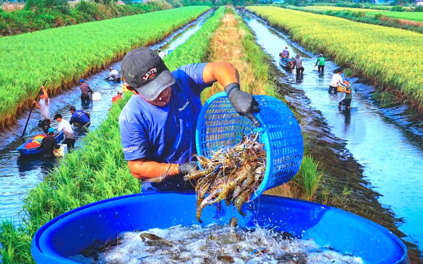 HTX nông nghiệp nâng cao năng lực thích ứng với biến đổi khí hậu