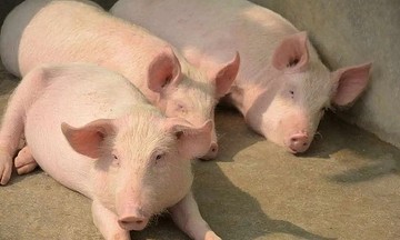 Dự báo giá lợn hơi tiếp tục tăng nhưng không đột biến