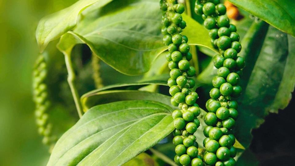 Giá tiêu đồng loạt tăng thêm 500 đồng/kg