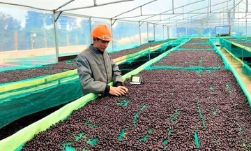 Doanh nghiệp cà phê Việt Nam tìm hiểu thị hiếu để tăng thị phần tại thị trường Trung Quốc