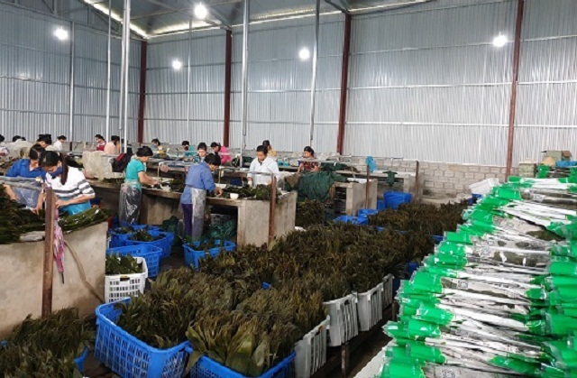 Đào tạo nghề trong khu vực HTX: 'Chìa khóa' giảm nghèo bền vững