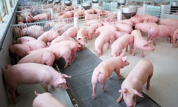 Tiếp đà giảm, giá lợn hơi trong khoảng 62.000 - 68.000 đồng/kg