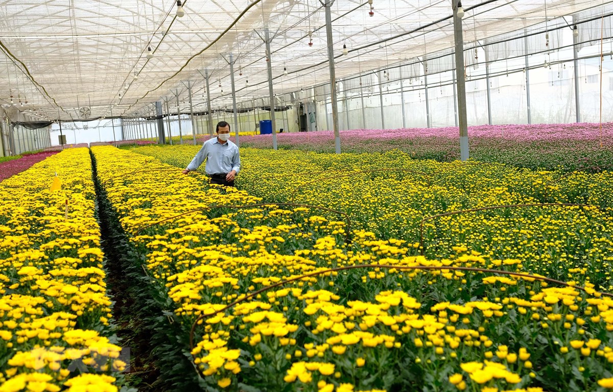 Nông nghiệp công nghệ cao, các HTX vẫn ở thế... chạy đà?