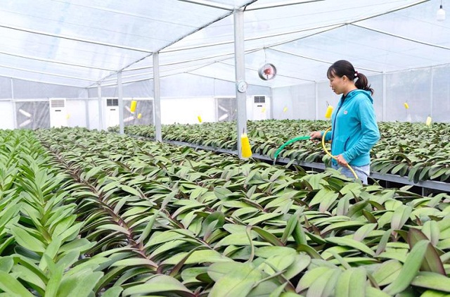 Phát triển nông nghiệp đô thị sinh thái hướng đến Thủ đô xanh