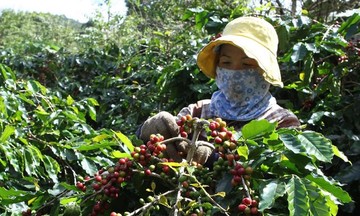 Tăng 400 đồng/kg, dự báo thị trường xuất khẩu cà phê sẽ tiếp tục diễn biến khó lường