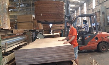 Nếu sử dụng nguyên liệu từ Trung quốc, gỗ dán Việt Nam sẽ bị Hoa Kỳ áp thuế