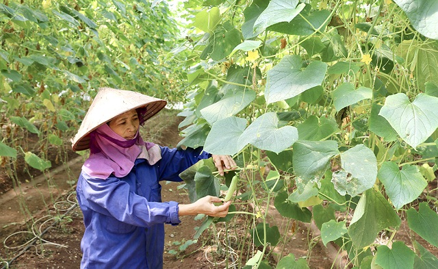 Nông thôn mới góp phần nâng cao thu nhập cho người dân