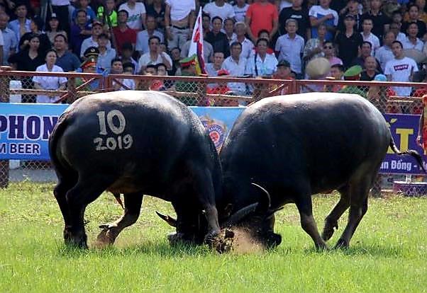 Hải Phòng: Nhiều đổi mới trong Lễ hội chọi trâu Đồ Sơn 2022