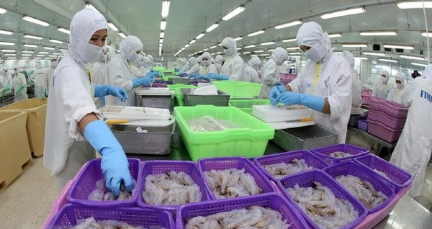 VASEP: Xuất khẩu tôm chân trắng sang Hàn Quốc vượt trội so với tôm sú
