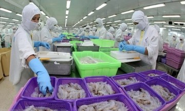 VASEP: Xuất khẩu tôm chân trắng sang Hàn Quốc vượt trội so với tôm sú