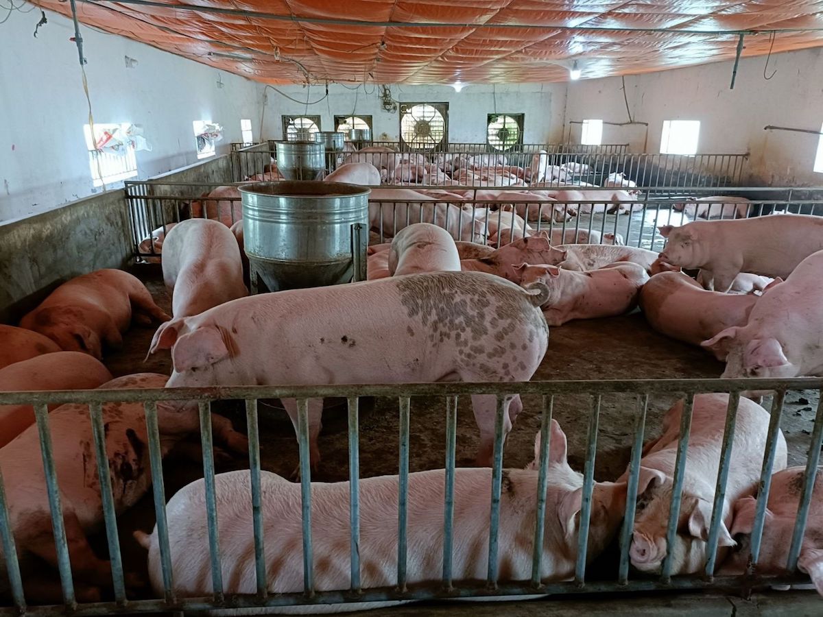 Dự báo giá lợn hơi dao động quanh ngưỡng 70.000 đồng/kg