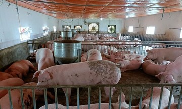 Dự báo giá lợn hơi dao động quanh ngưỡng 70.000 đồng/kg