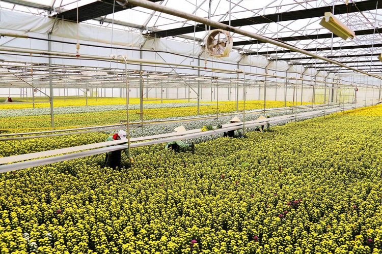 Dự báo thị trường là khâu then chốt để mở cánh cửa đầu ra cho HTX
