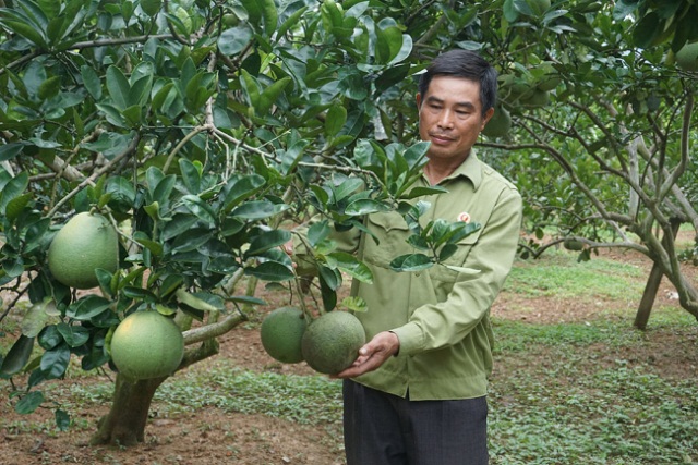Dấu ấn cựu chiến binh xung kích trên mặt trận xóa đói, giảm nghèo