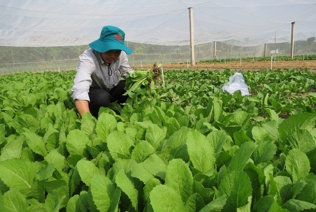Hiệu quả cao từ trồng rau trái vụ