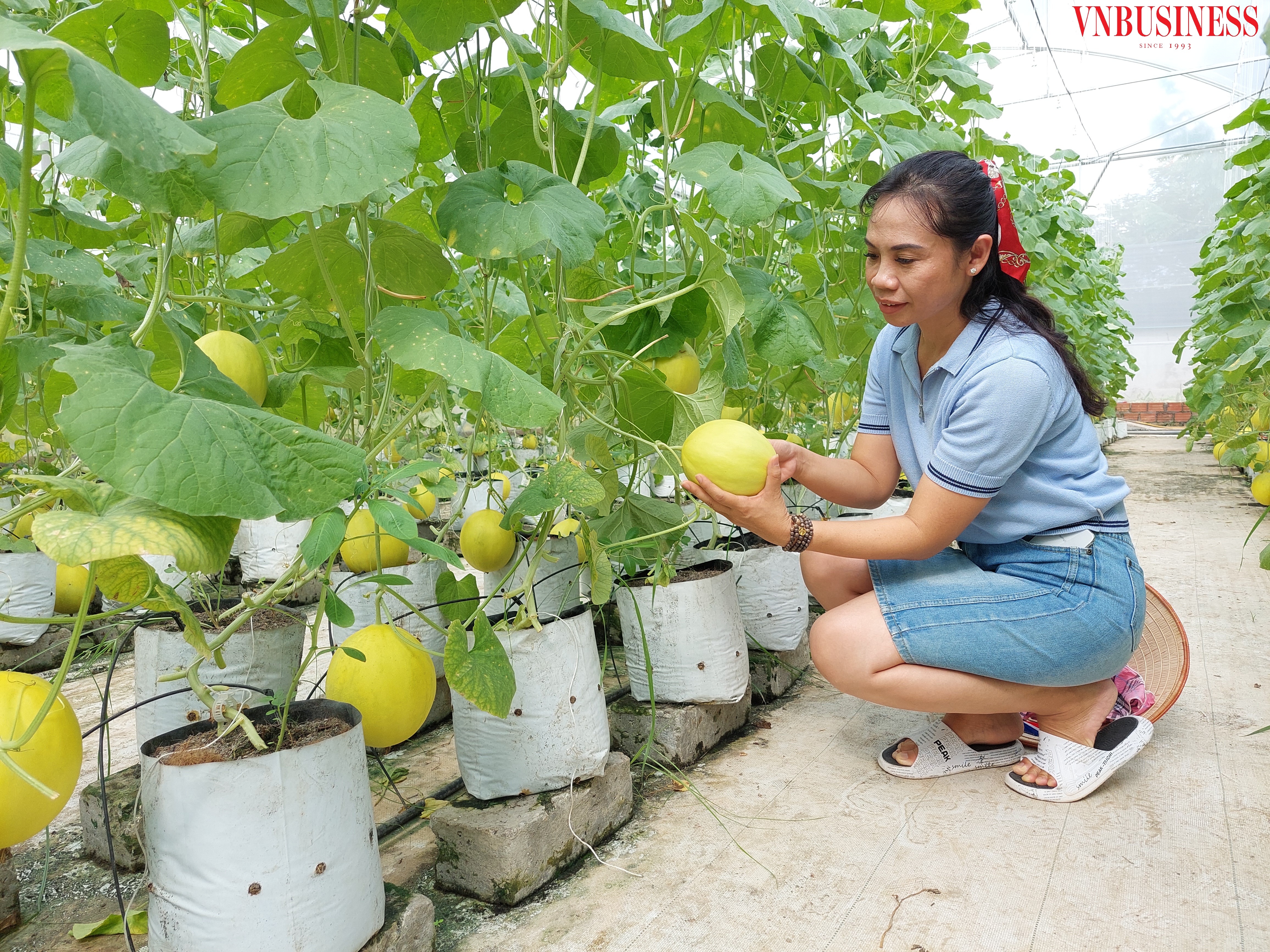 HTX làm nên thương hiệu dưa vàng công nghệ cao Sông Giá