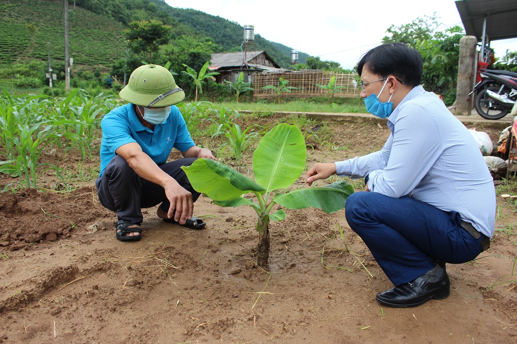 Kinh tế hàng hóa tạo bước đệm giảm nghèo ở Tam Đường