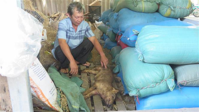 Hàng trăm con lợn bị chết do tiêm vắc xin dịch tả lợn châu Phi, Bộ NN&PTNT kiểm điểm Navetco và cơ quan thú y